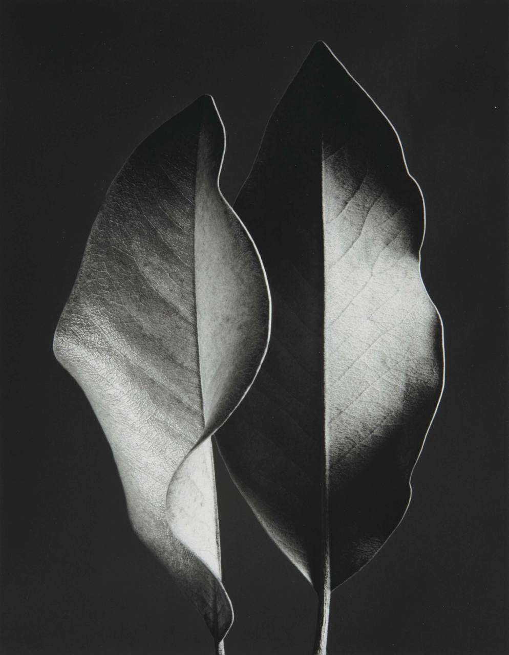 Photo by Ruth Bernhard

 photography