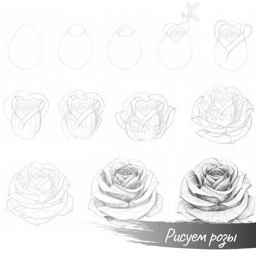 Рисование розы карандашом поэтапно