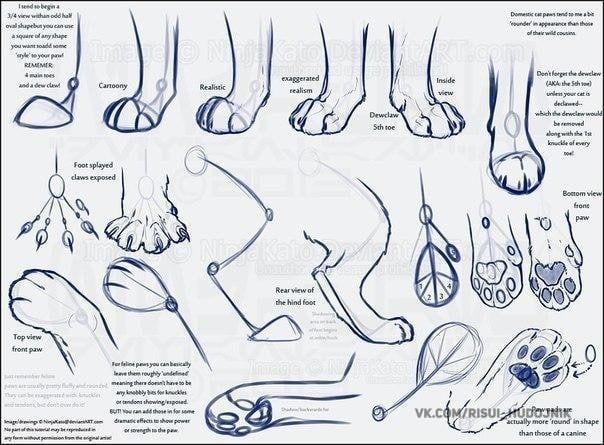 Рисуем кошек

 практика