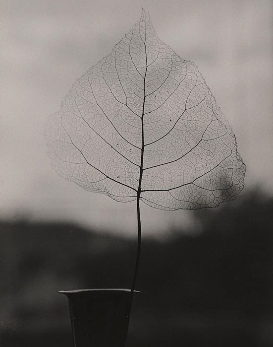 Olive Cotton
