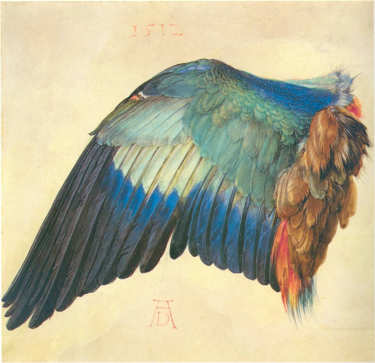 Albrecht Durer

«Wing of a Blue Roller»
1512